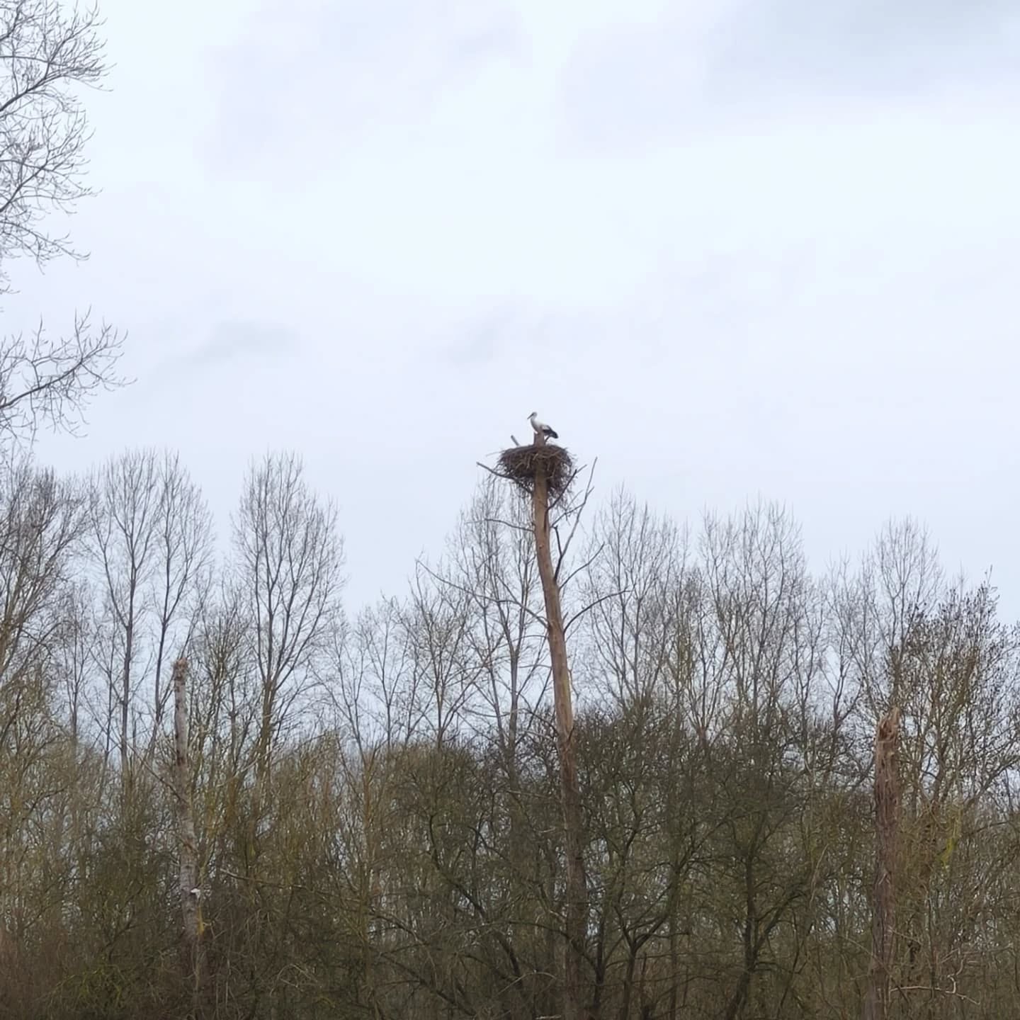 Intrus dans le Marais Poitevin