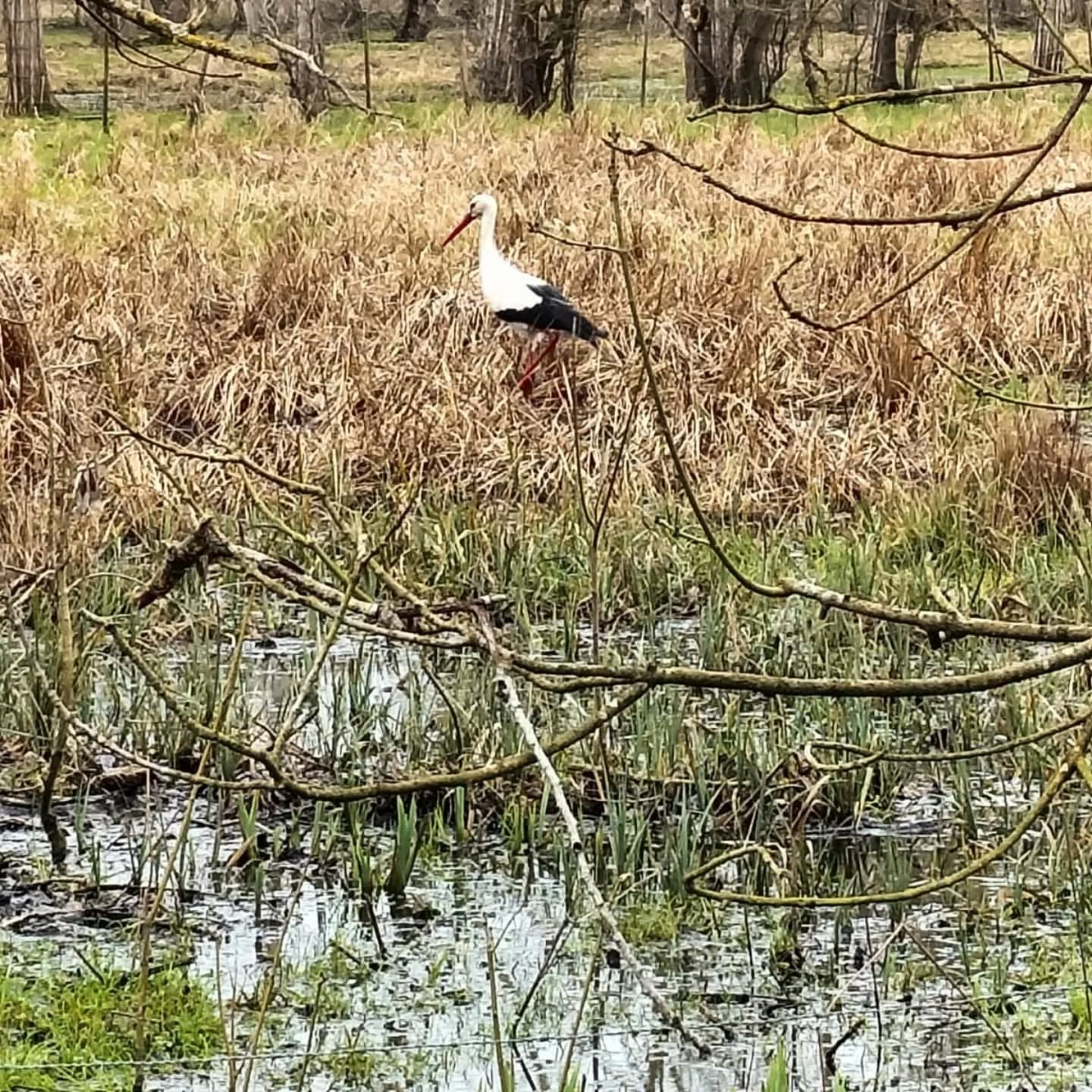 Intrus dans le Marais Poitevin