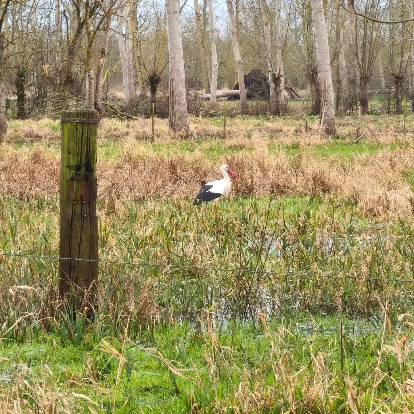 Intrus dans le Marais Poitevin
