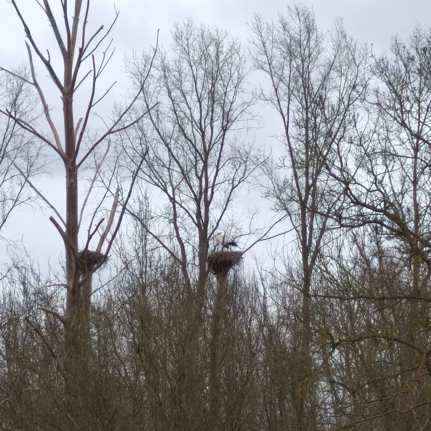 Intrus dans le Marais Poitevin