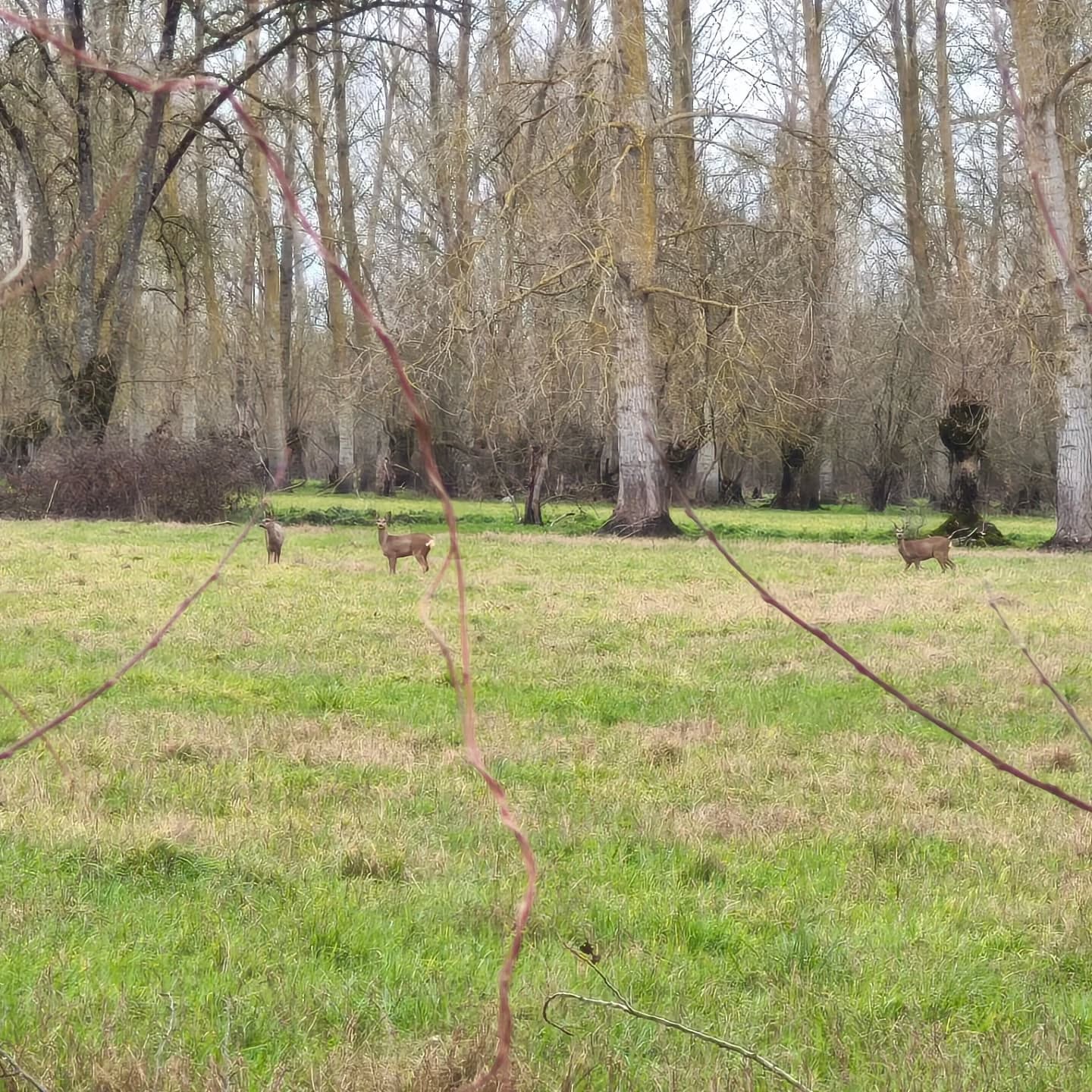 Intrus dans le Marais Poitevin