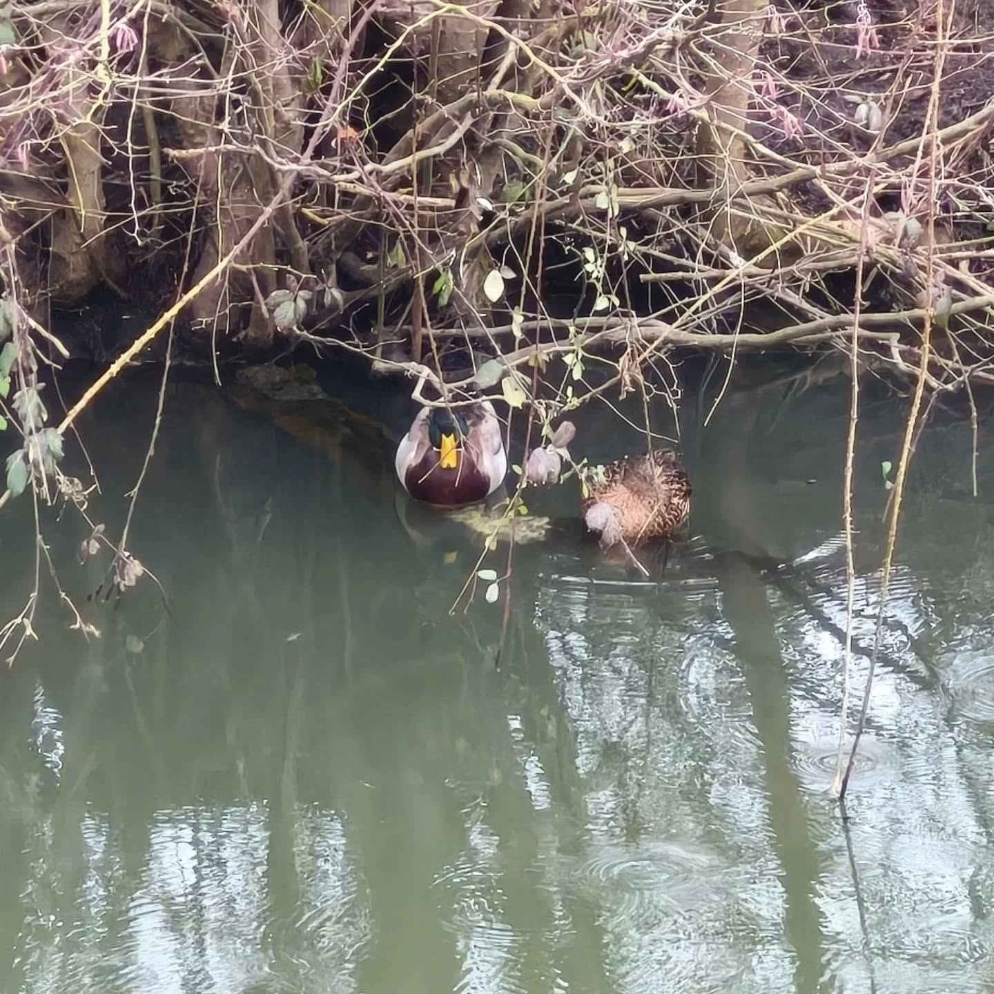 Intrus dans le Marais Poitevin