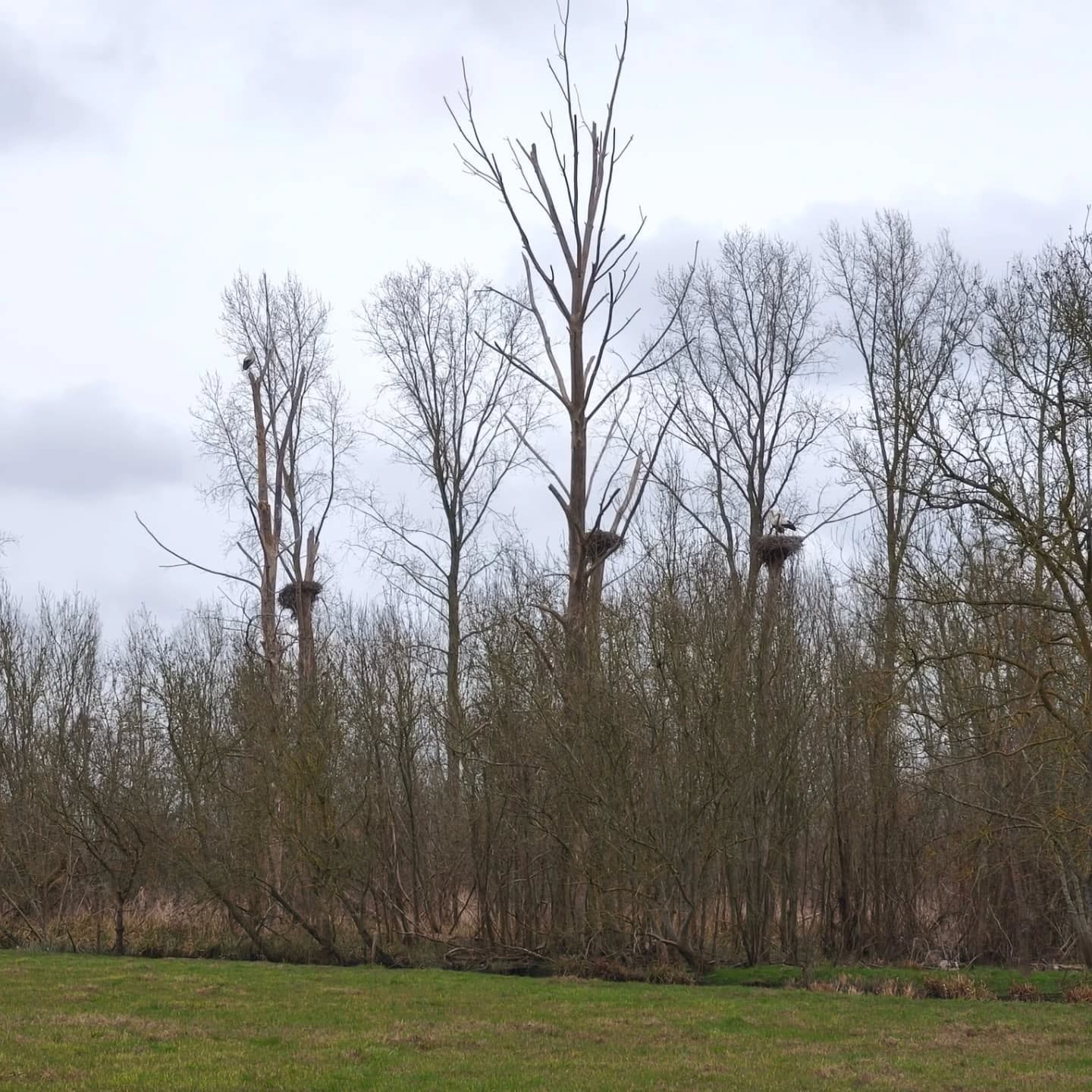 Intrus dans le Marais Poitevin