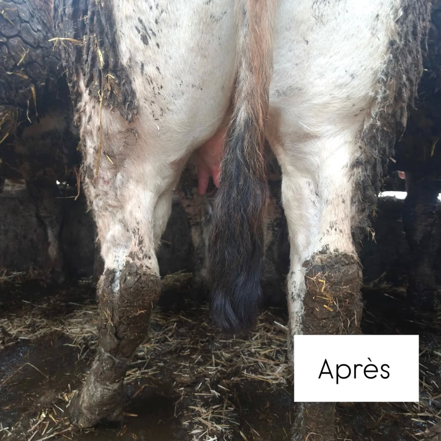 Nettoyage de la Stabulation