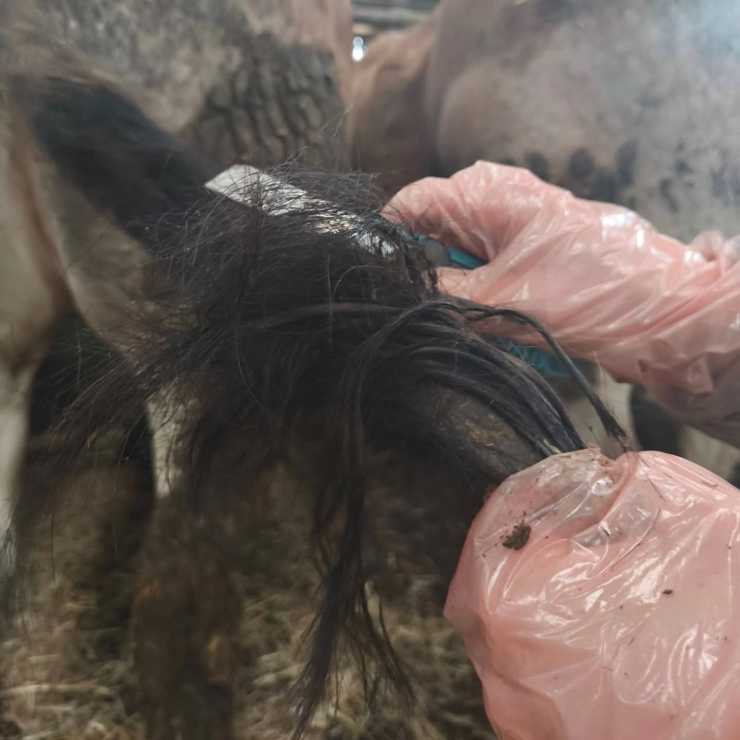 Nettoyage de la Stabulation