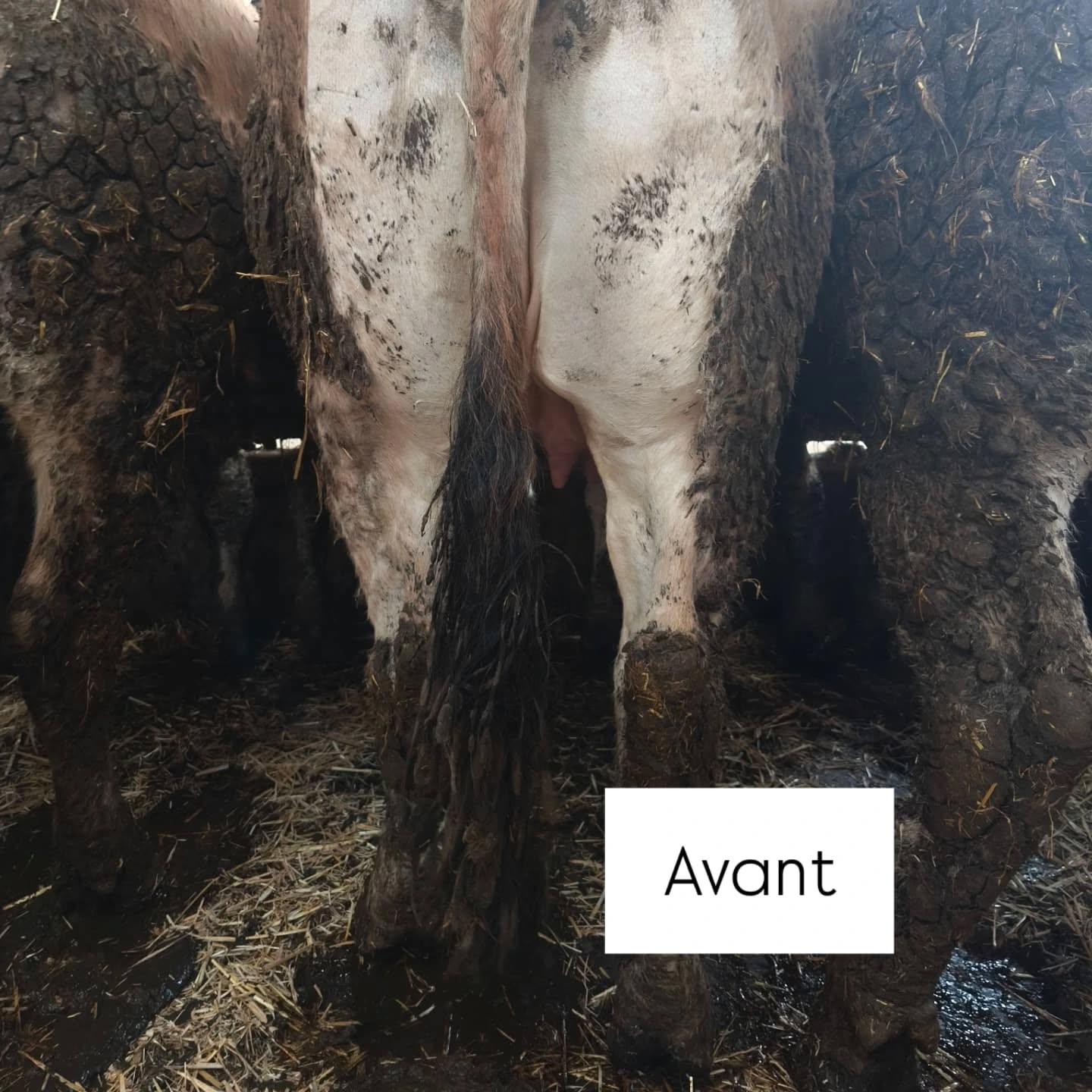 Nettoyage de la Stabulation