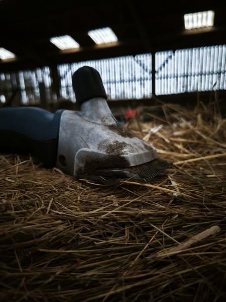 Tonte des Vaches et des Veaux
