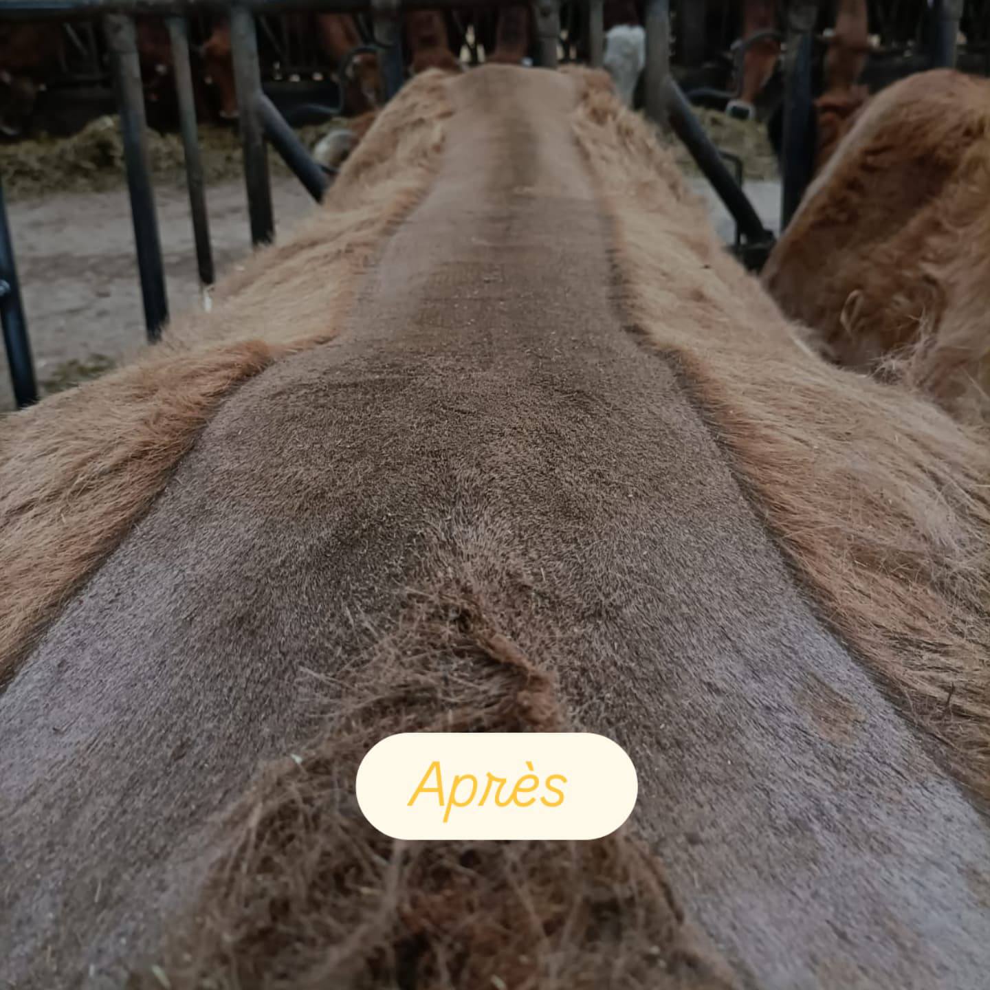 Tonte des Vaches et des Veaux