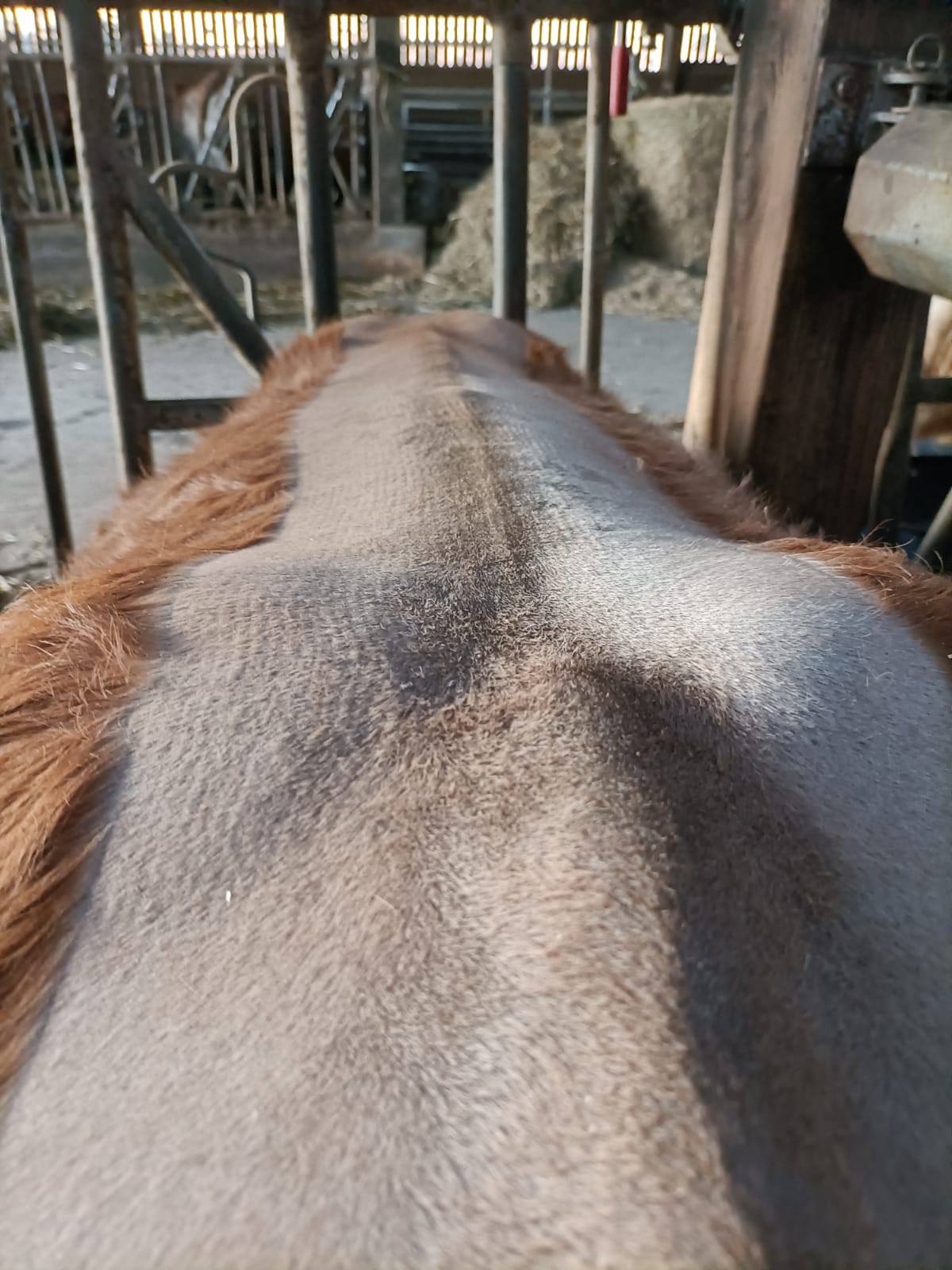 Tonte des Vaches et des Veaux