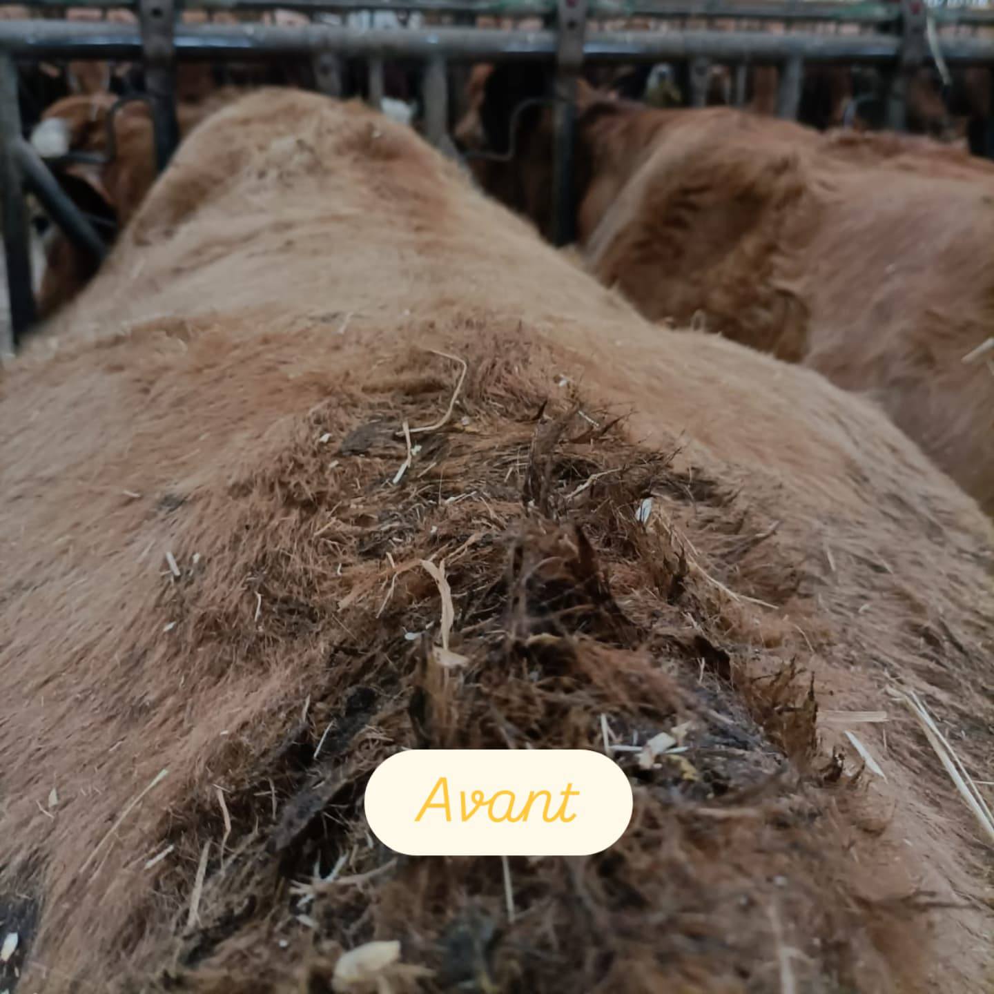 Tonte des Vaches et des Veaux