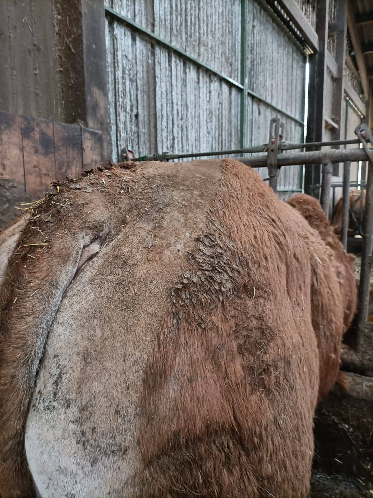 Tonte des Vaches et des Veaux