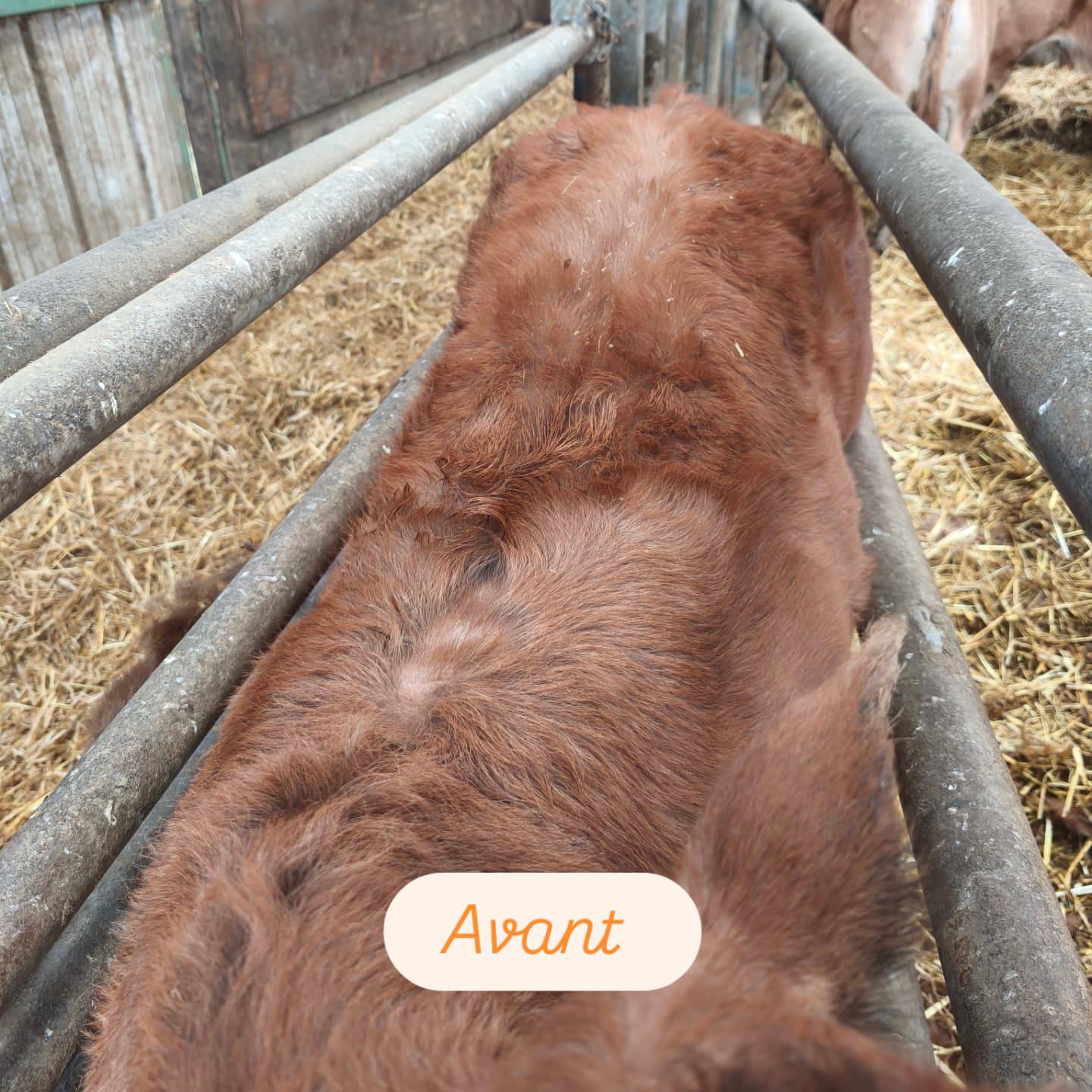 Tonte des Vaches et des Veaux