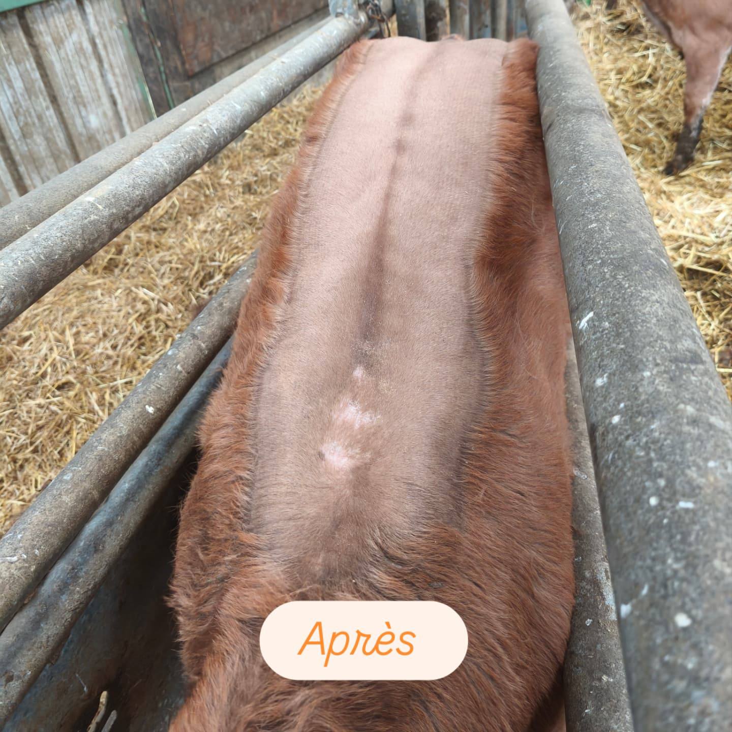 Tonte des Vaches et des Veaux