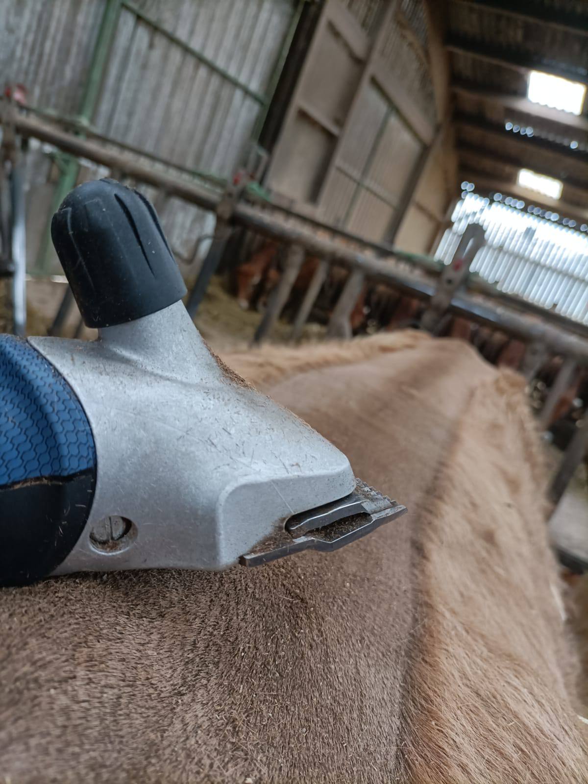 Tonte des Vaches et des Veaux