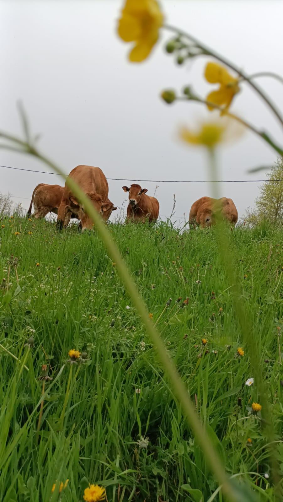 🌿🌱 Mise &agrave; l'herbe 🌱🌿