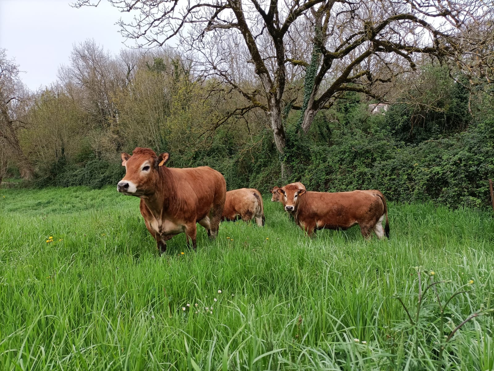 🌿🌱 Mise &agrave; l'herbe 🌱🌿