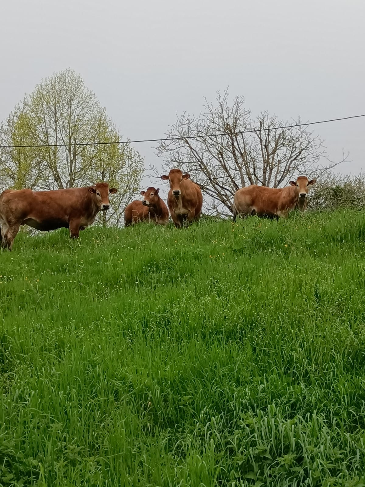🌿🌱 Mise &agrave; l'herbe 🌱🌿