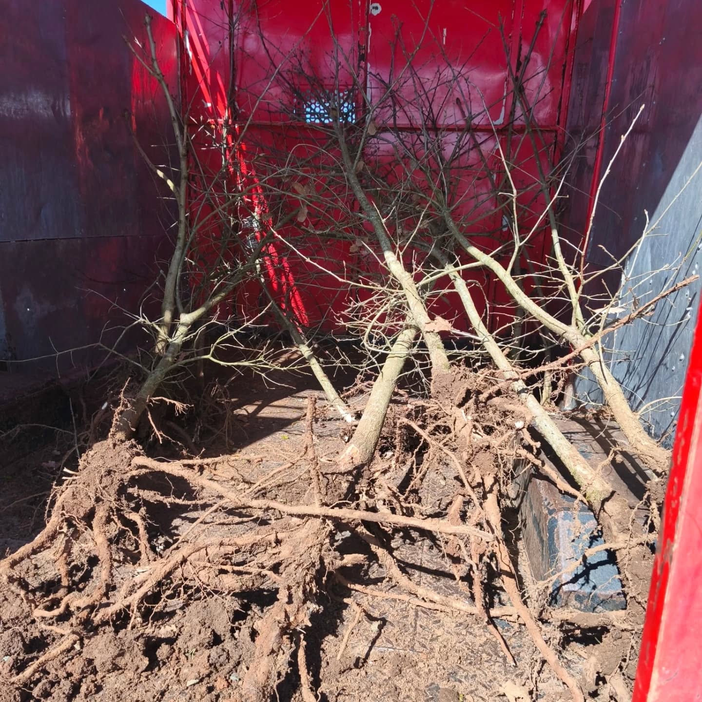 🌳 Nouvelle haie 🌳