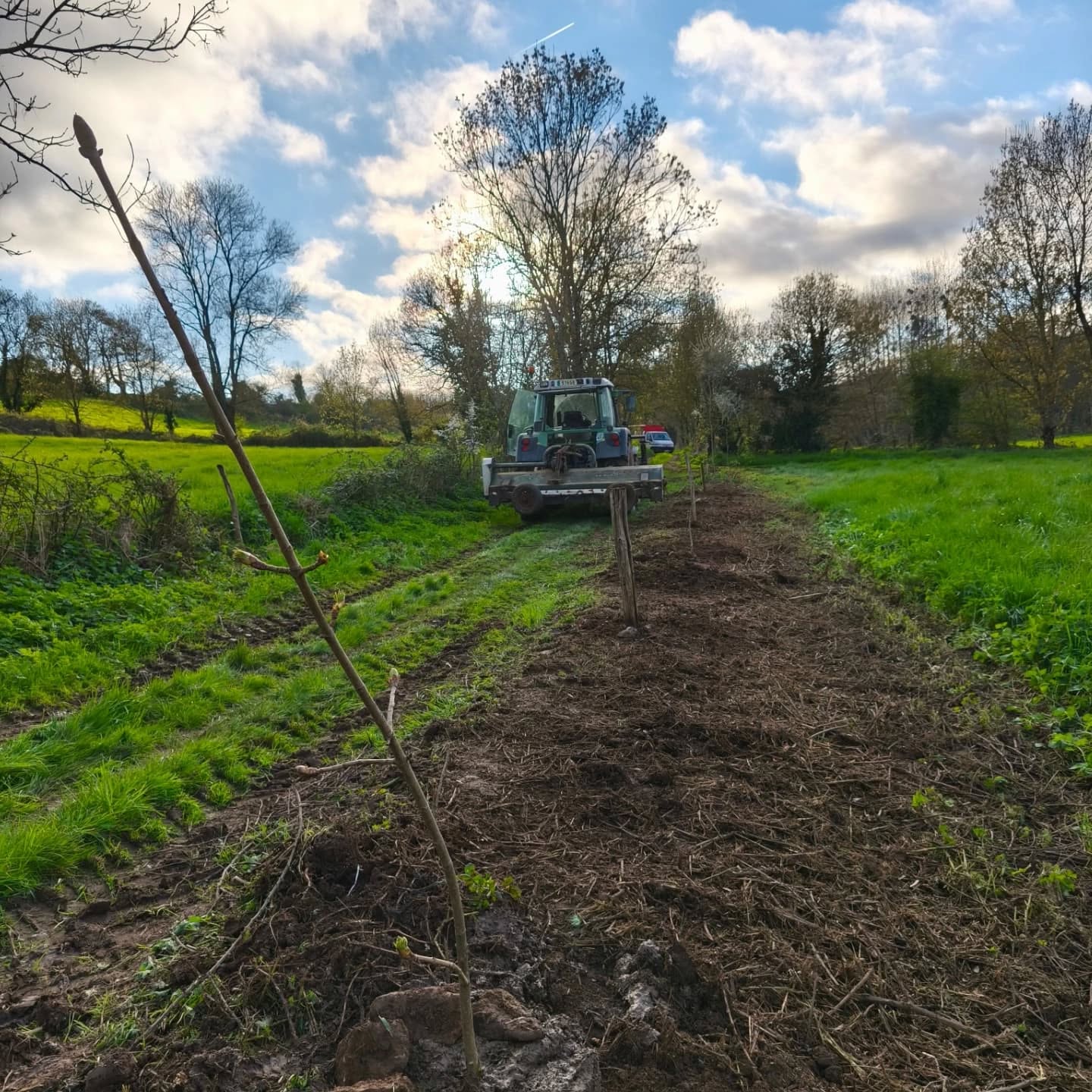 🌳 Nouvelle haie 🌳