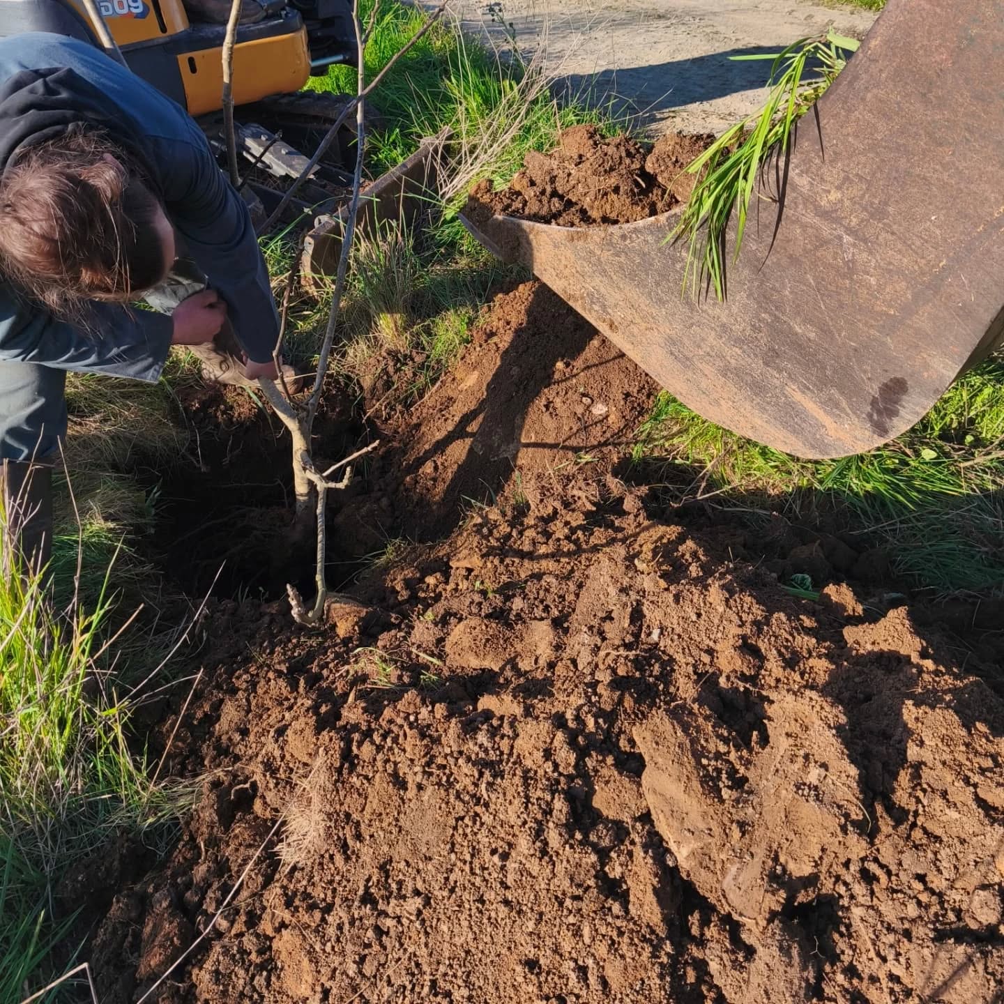 🌳 Nouvelle haie 🌳
