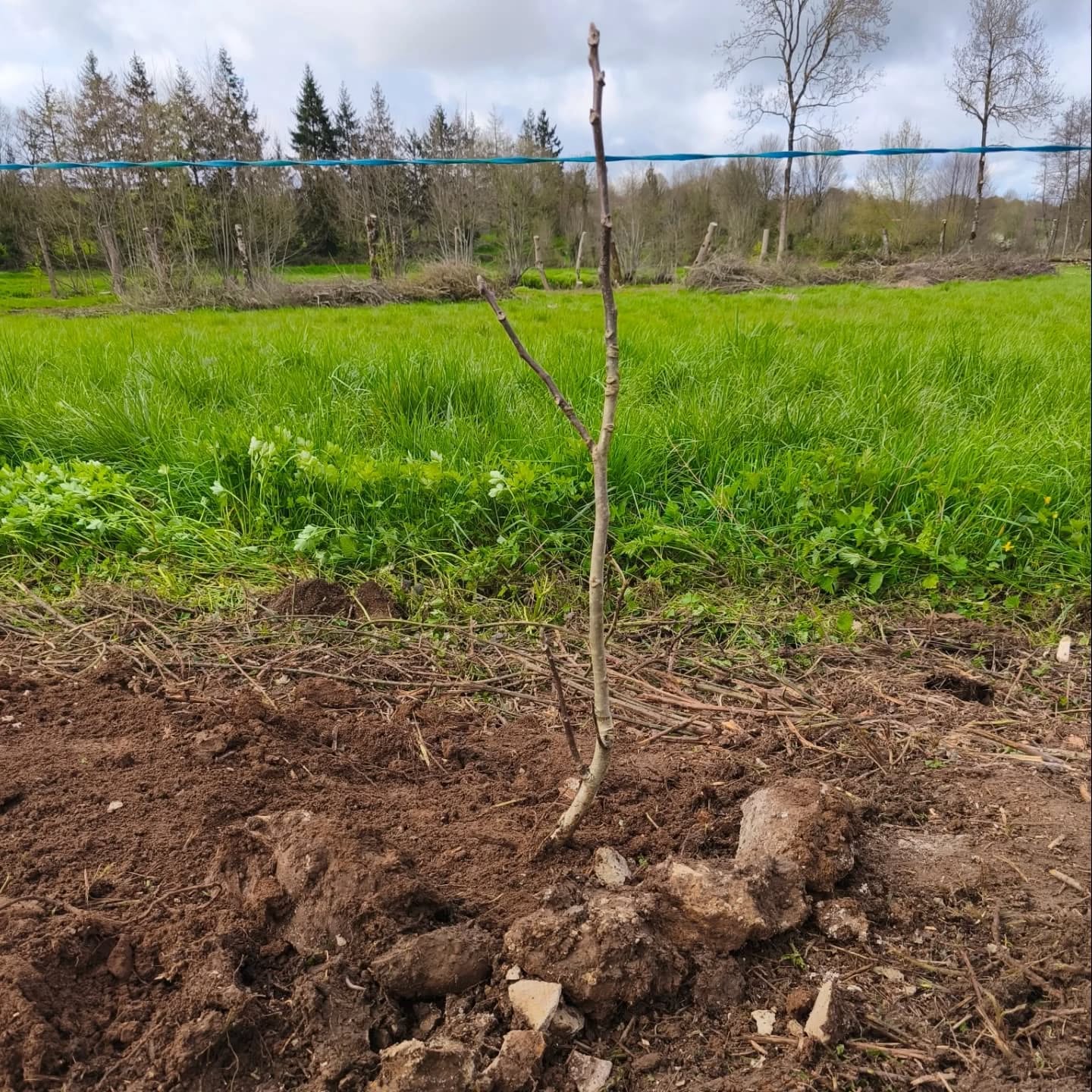 🌳 Nouvelle haie 🌳