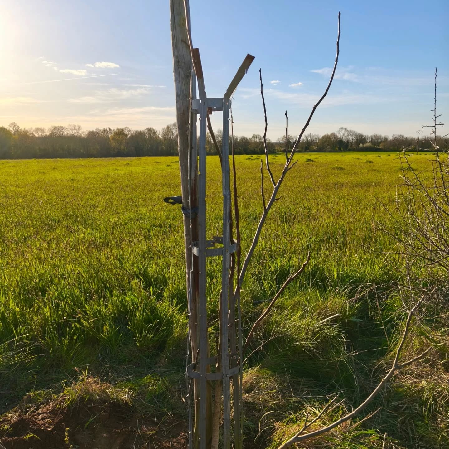 🌳 Nouvelle haie 🌳