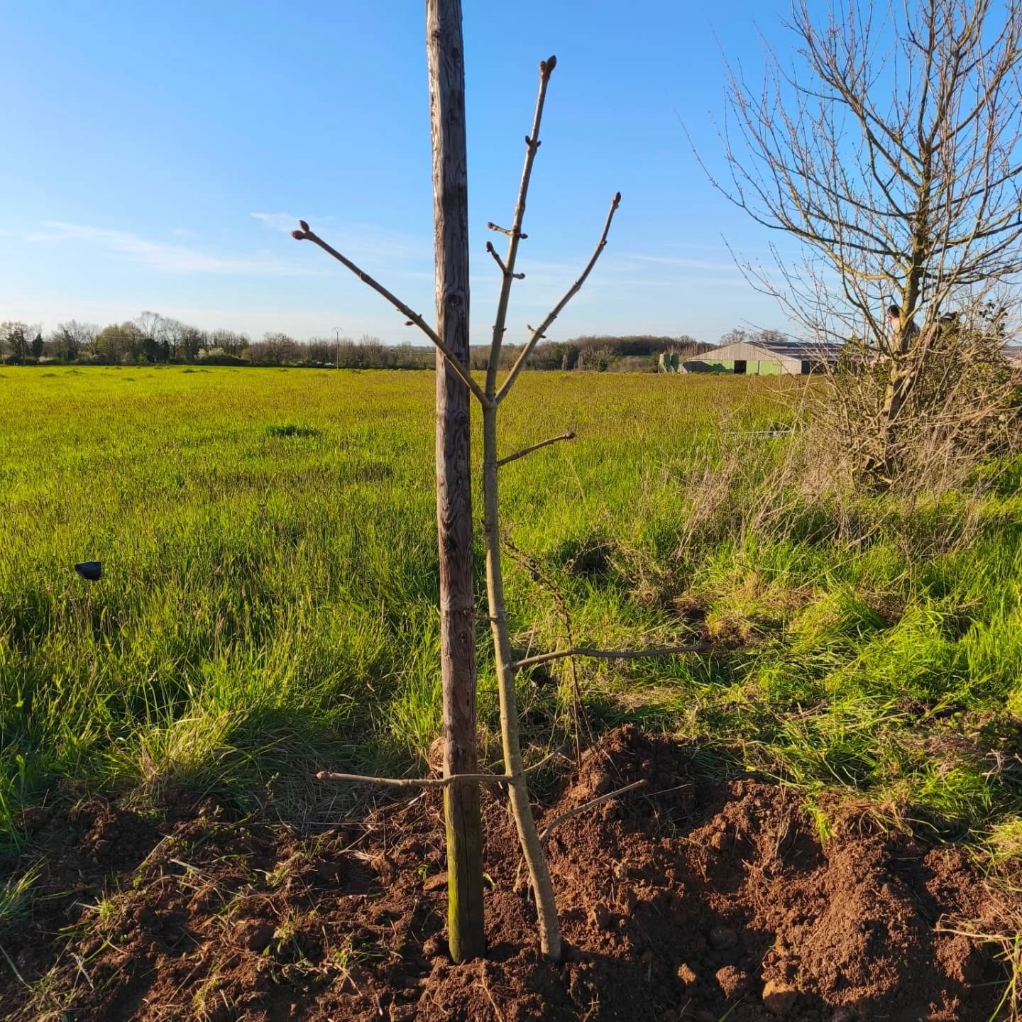 🌳 Nouvelle haie 🌳