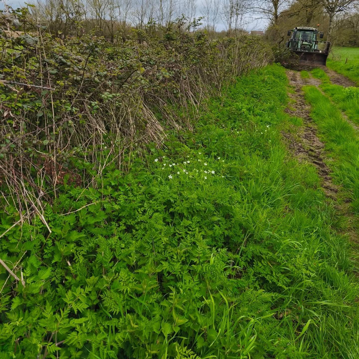 🌳 Nouvelle haie 🌳