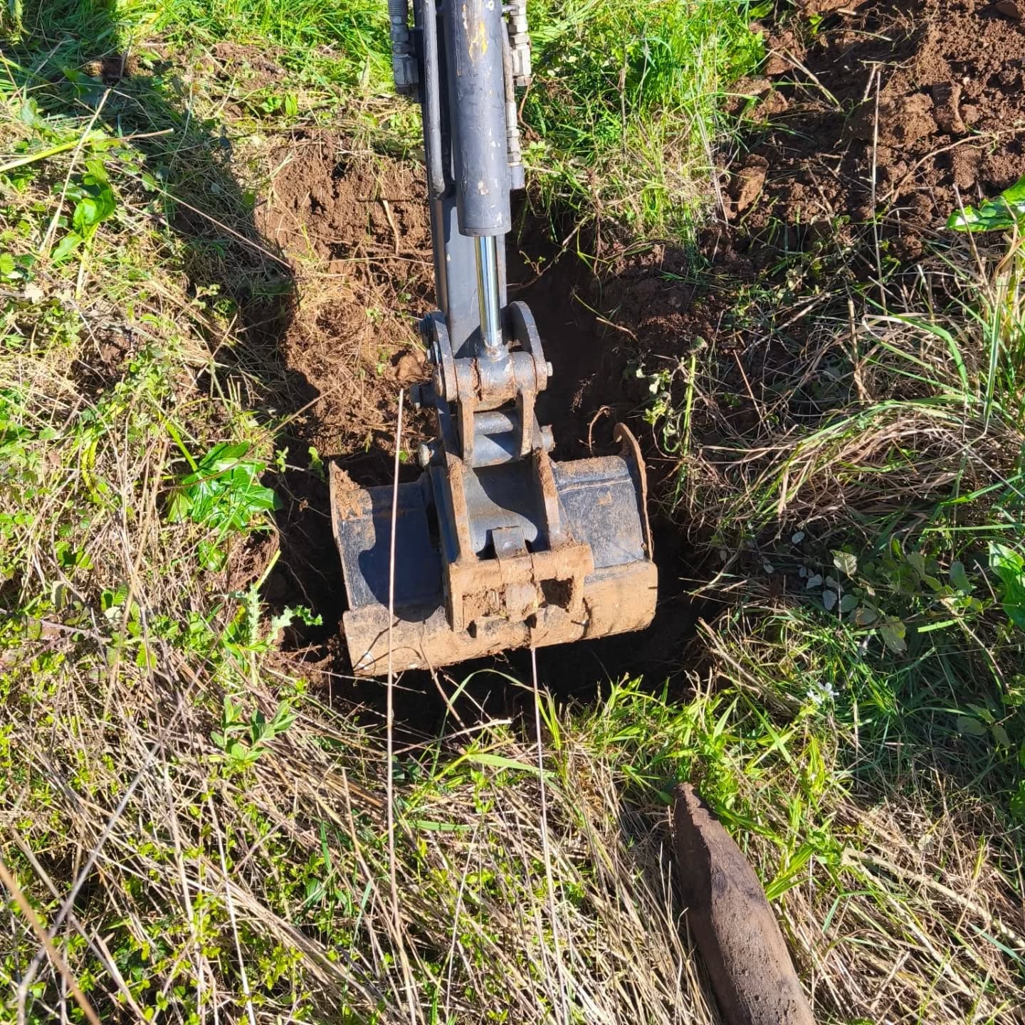 🌳 Nouvelle haie 🌳