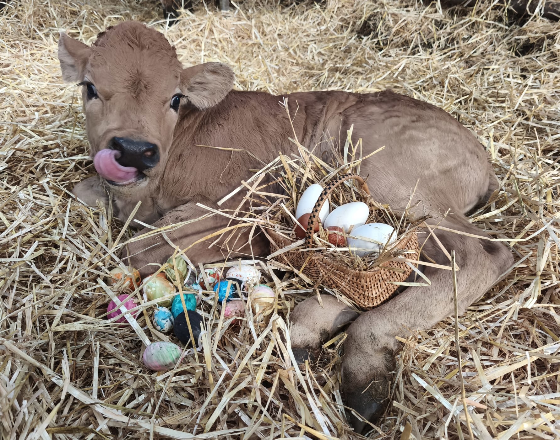 🐰🥚 Joyeuses P&acirc;ques 🥚🐰