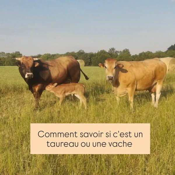 🐮 Vache ou taureau ? 🐮