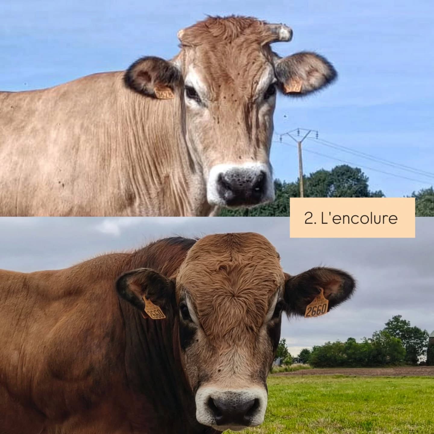 🐮 Vache ou taureau ? 🐮