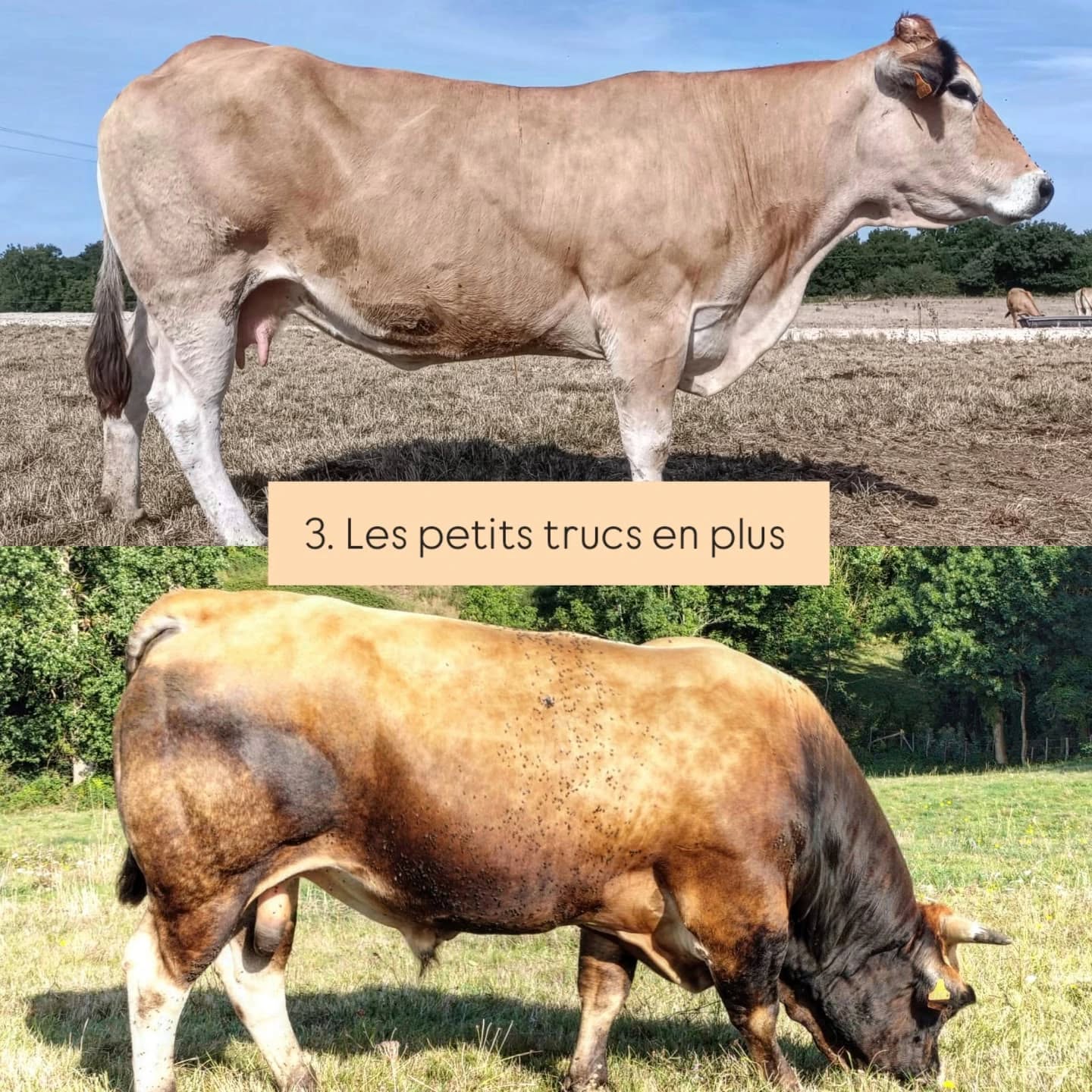 🐮 Vache ou taureau ? 🐮