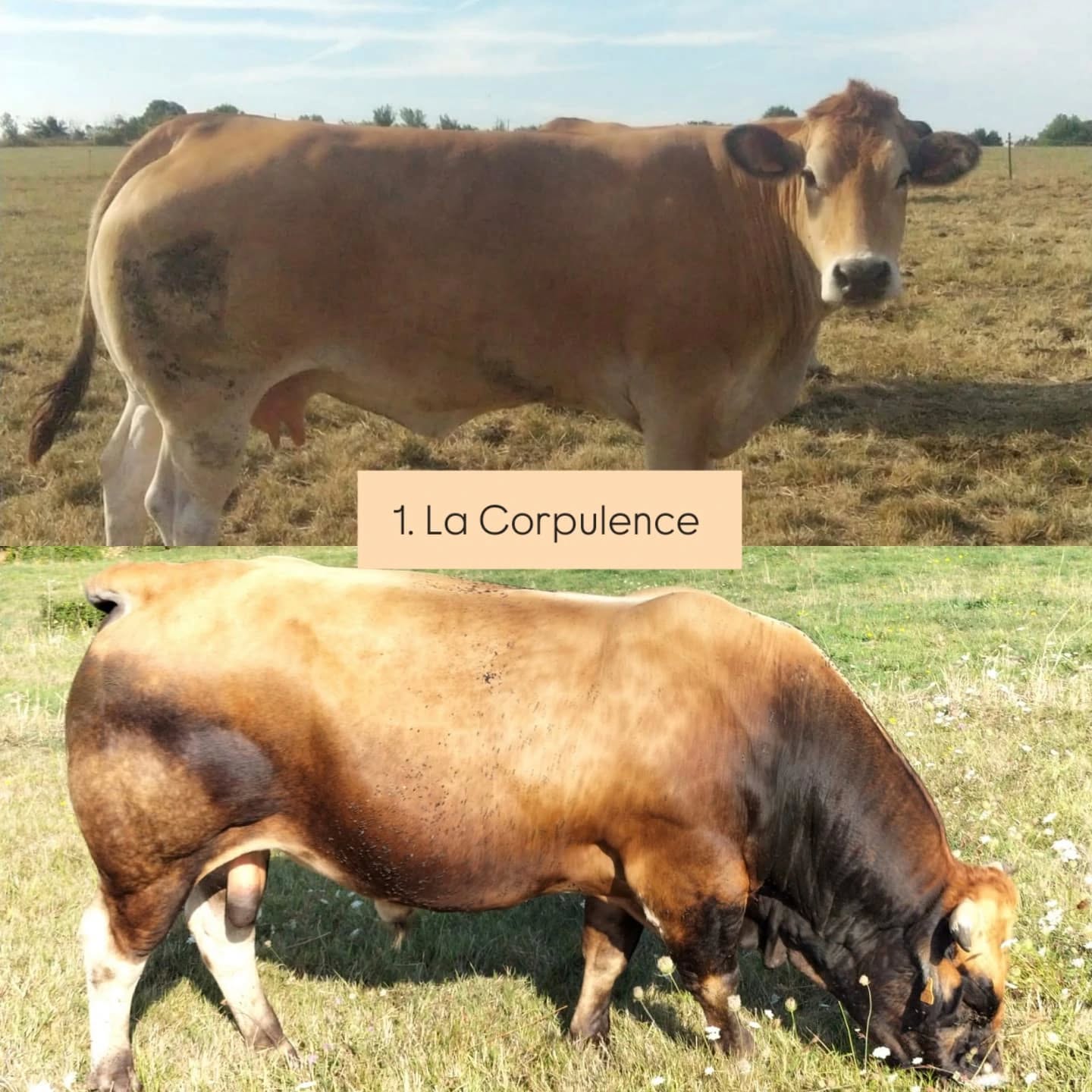 🐮 Vache ou taureau ? 🐮