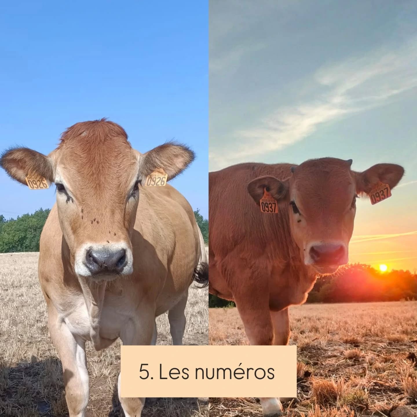 🐮 Vache ou taureau ? 🐮