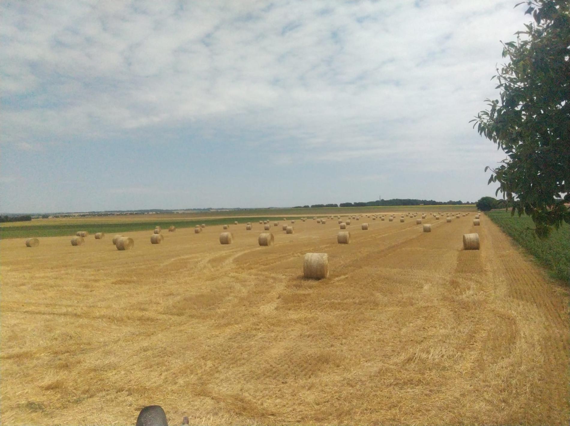 🌾 R&eacute;colte de bl&eacute; et d'orge 🌾