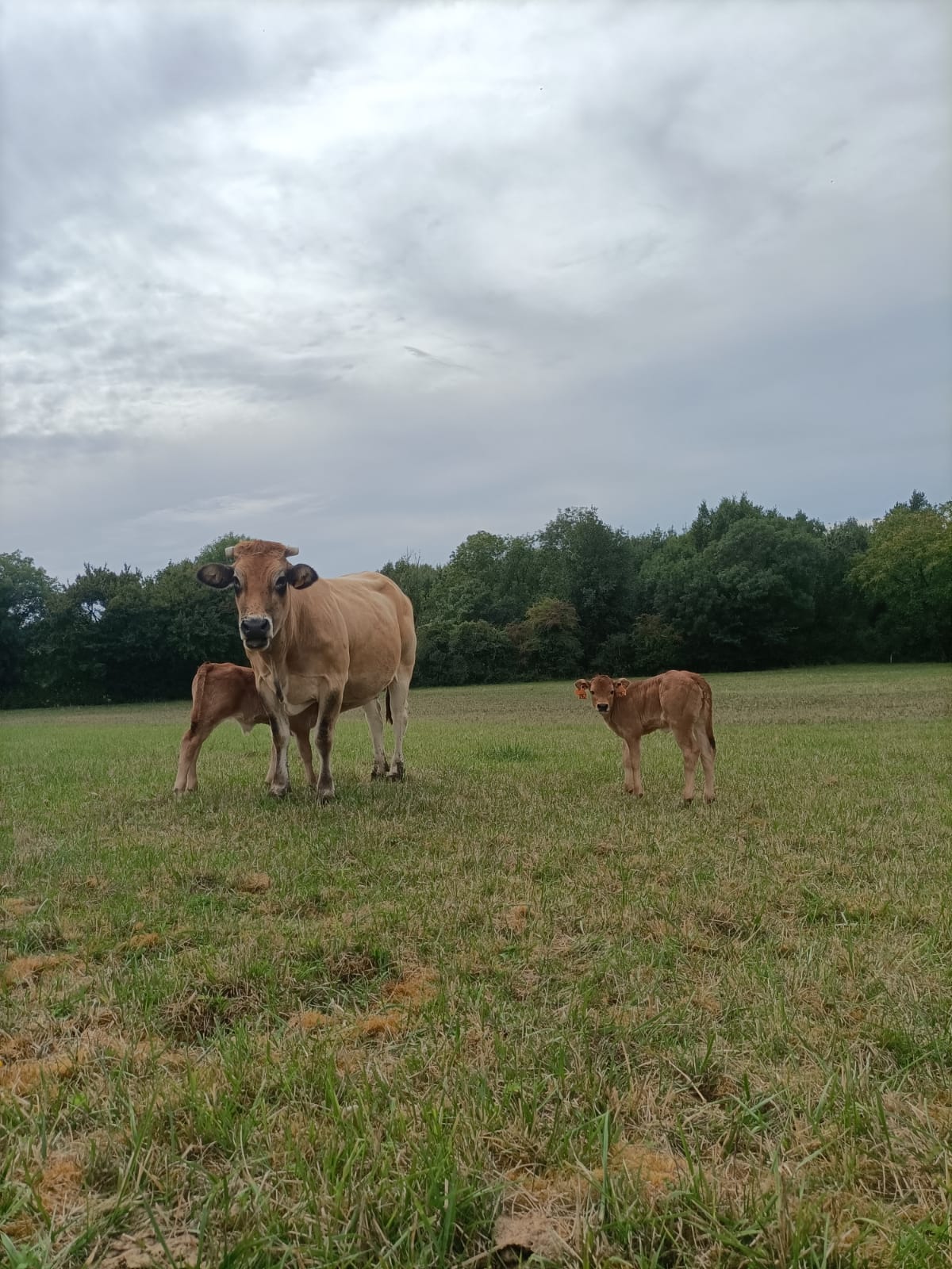 🐮 Premi&egrave;res naissances de la saison 🐮