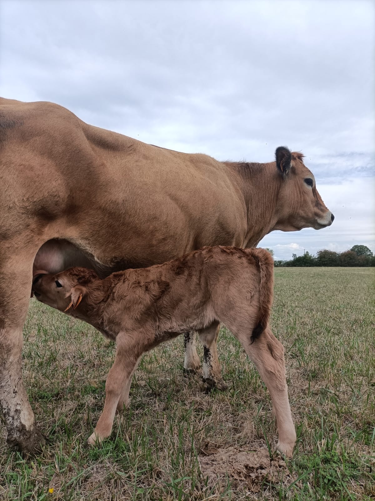 🐮 Premi&egrave;res naissances de la saison 🐮