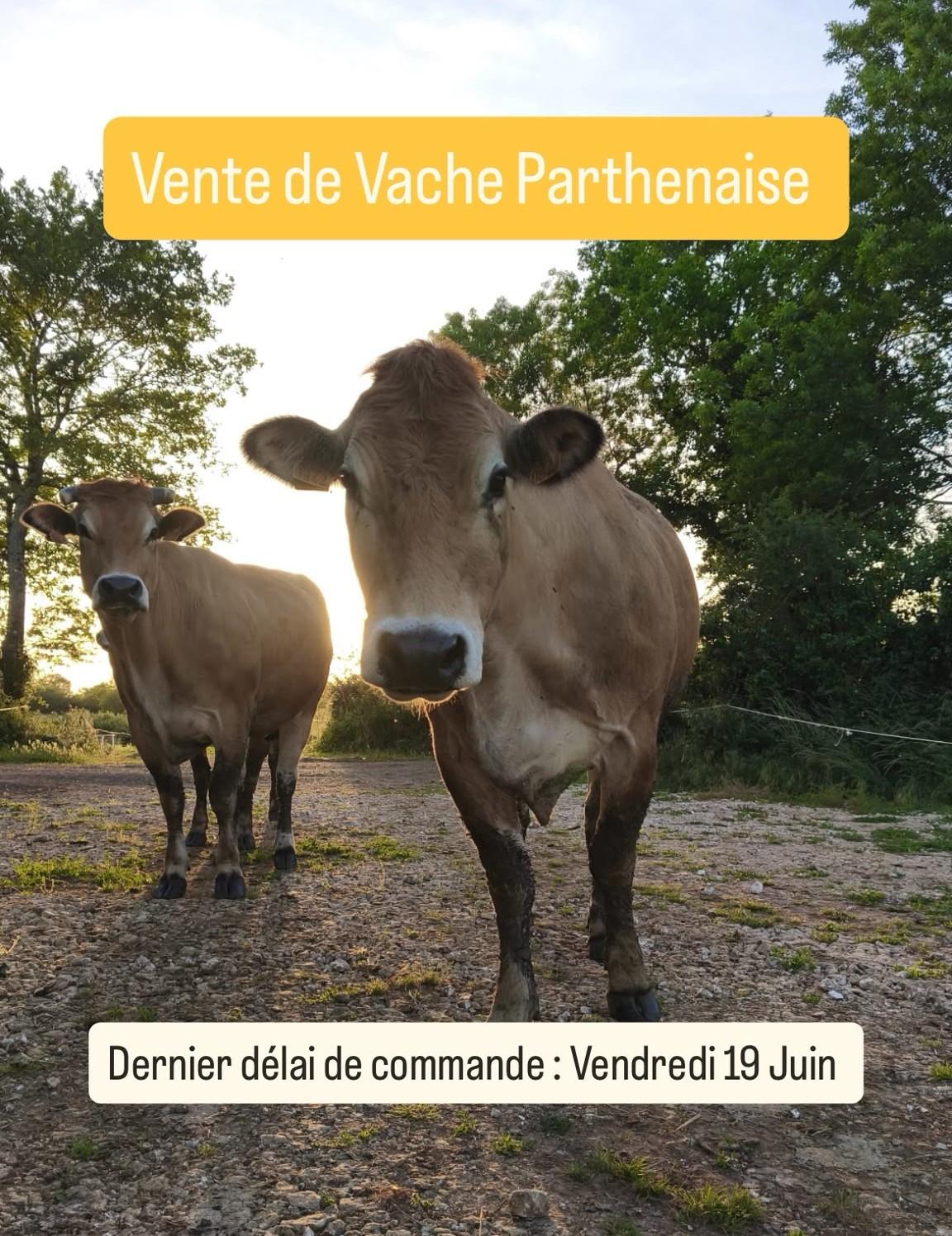 📦🐮🐂 Vente de Vache Parthenaise 🐂🐮📦